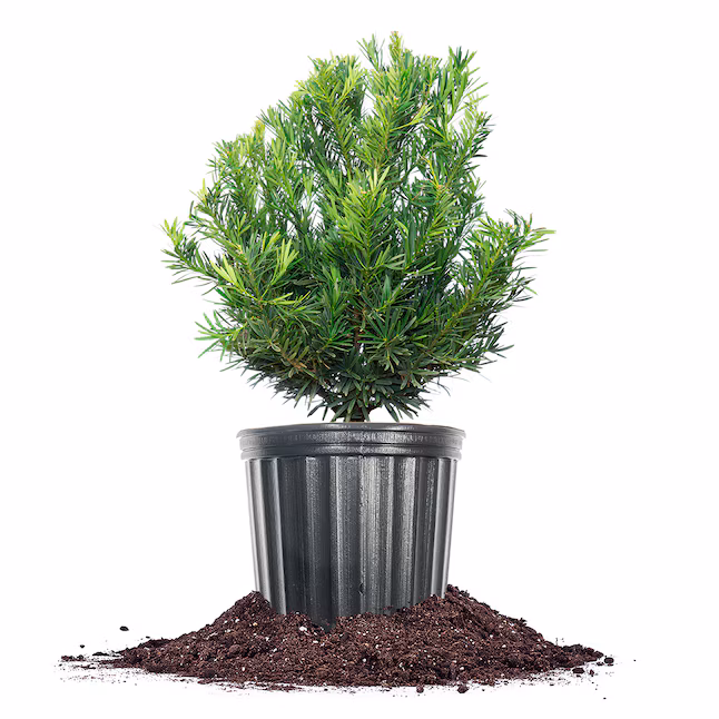 yew plum pine