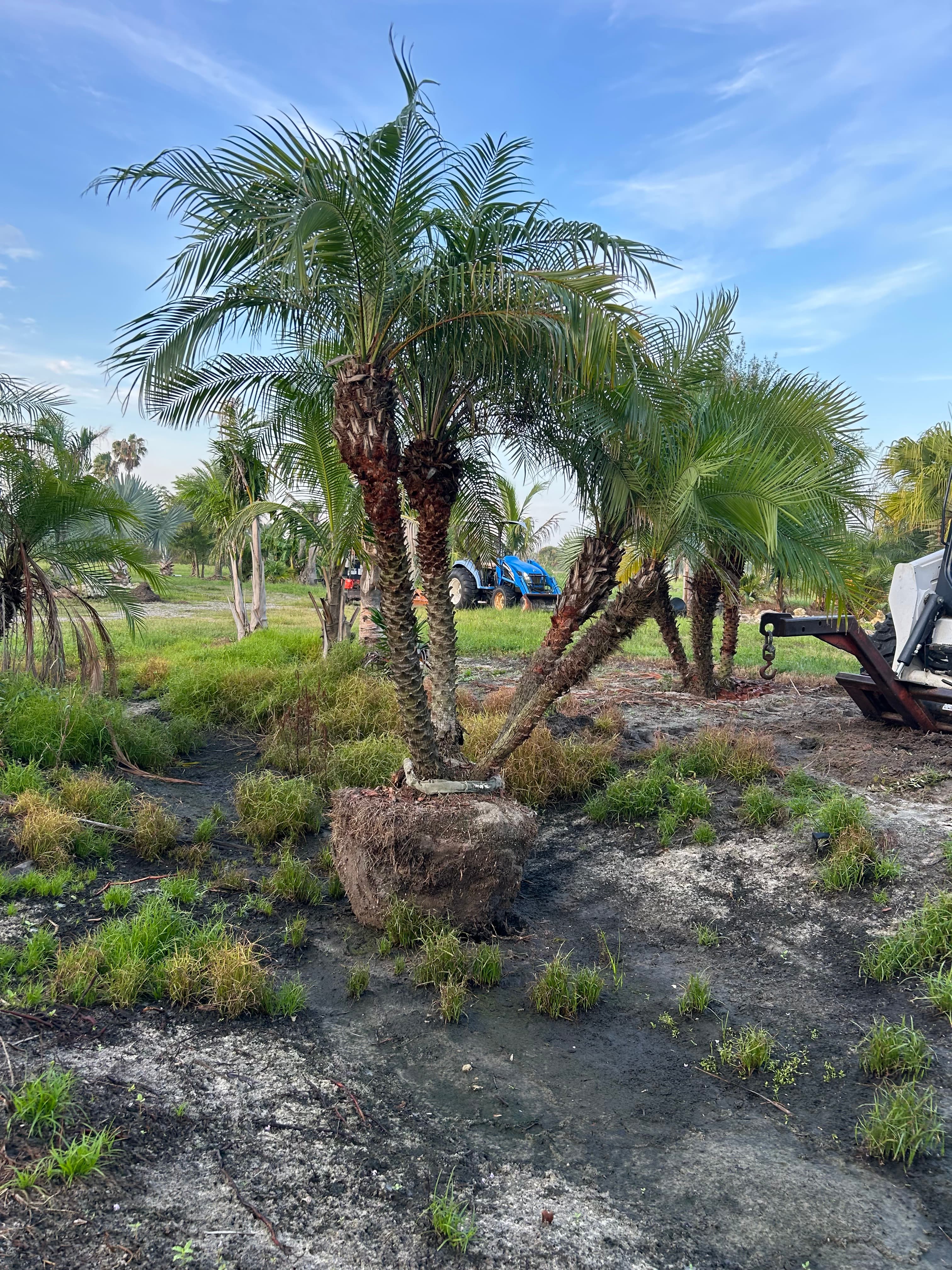 Pygmy Date Palm photo 2